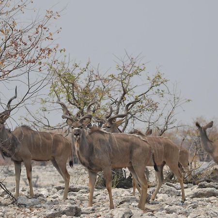 Okutala Etosha Lodge Outjo Exterior foto